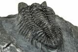 Detailed Coltraneia Trilobite Fossil - Huge Faceted Eyes #328572-5